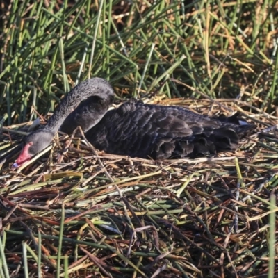 Cygnus atratus (Black Swan) at Kingston, ACT - 20 Jul 2020 by AlisonMilton