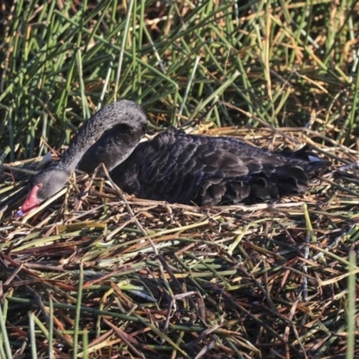 Cygnus atratus (Black Swan) at JER700: JWs - Eyrie St Wetland - 19 Jul 2020 by AlisonMilton