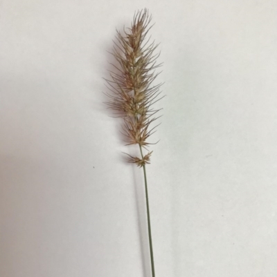 Echinopogon caespitosus var. caespitosus (Tufted Hedgehog Grass) at Sutton Forest, NSW - 19 Jul 2020 by walter