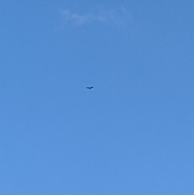 Aquila audax (Wedge-tailed Eagle) at Mount Majura - 19 Jul 2020 by GforGeoff
