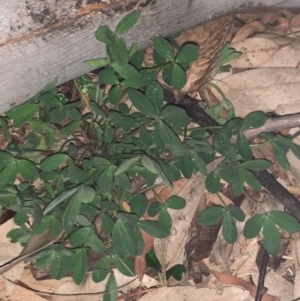 Glycine tabacina at Weston, ACT - 20 Jul 2020