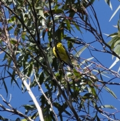 Pachycephala pectoralis (Golden Whistler) at Wingecarribee Local Government Area - 6 Jul 2020 by Aussiegall