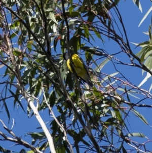 Pachycephala pectoralis at Penrose - 6 Jul 2020