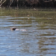 Hydromys chrysogaster (Rakali or Water Rat) at Jerrabomberra Wetlands - 20 Jul 2020 by RodDeb