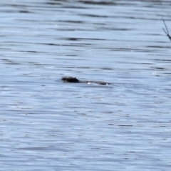 Hydromys chrysogaster at Fyshwick, ACT - 20 Jul 2020