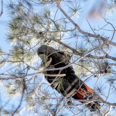 Calyptorhynchus lathami (Glossy Black-Cockatoo) at Penrose, NSW - 20 Jul 2020 by Aussiegall