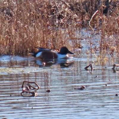 Spatula clypeata (Northern Shoveler) at Fyshwick, ACT - 20 Jul 2020 by RodDeb