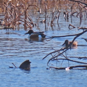 Spatula clypeata at Fyshwick, ACT - 20 Jul 2020