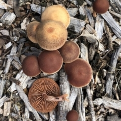 Unidentified Cap on a stem; gills below cap [mushrooms or mushroom-like] at Hughes Garran Woodland - 15 Jul 2020 by ruthkerruish