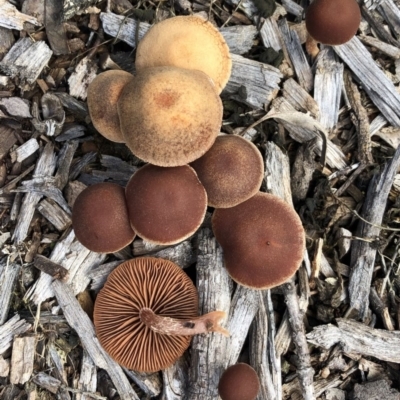 Unidentified Cap on a stem; gills below cap [mushrooms or mushroom-like] at Red Hill to Yarralumla Creek - 15 Jul 2020 by ruthkerruish