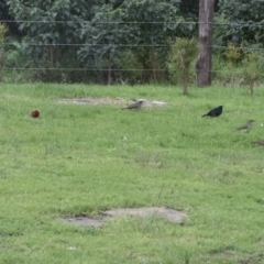 Ptilonorhynchus violaceus (Satin Bowerbird) at WI Private Property - 13 Jul 2020 by wendie