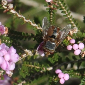 Calliphoridae (family) at Currowan, NSW - 16 Jul 2020