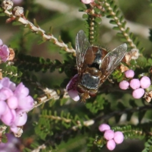Calliphoridae (family) at Currowan, NSW - suppressed