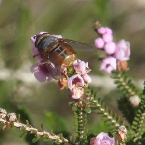 Calliphoridae (family) at Currowan, NSW - 16 Jul 2020