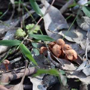 Laccaria sp. at Termeil, NSW - suppressed