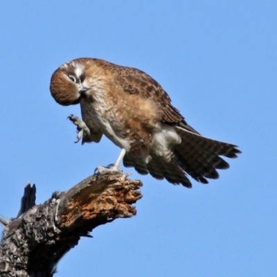 Falco berigora (Brown Falcon) at Jerrabomberra Wetlands - 20 Jul 2020 by RodDeb