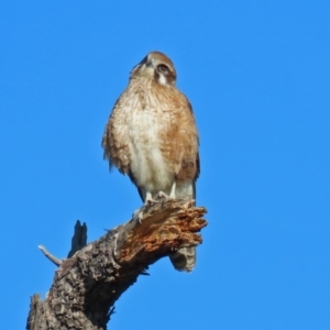 Falco berigora at Fyshwick, ACT - 20 Jul 2020 02:43 PM