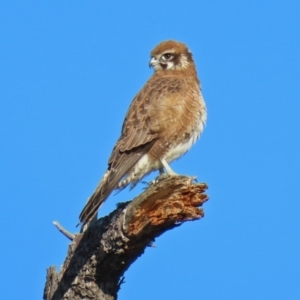 Falco berigora at Fyshwick, ACT - 20 Jul 2020 02:43 PM