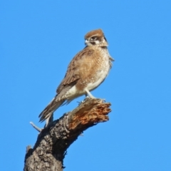 Falco berigora at Fyshwick, ACT - 20 Jul 2020 02:43 PM