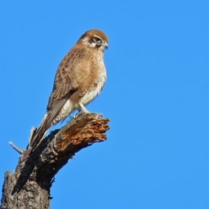 Falco berigora at Fyshwick, ACT - 20 Jul 2020 02:43 PM