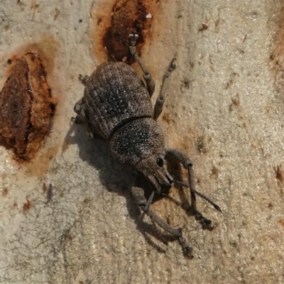 Polyphrades paganus (A weevil) at Black Mountain - 18 Jul 2020 by HarveyPerkins