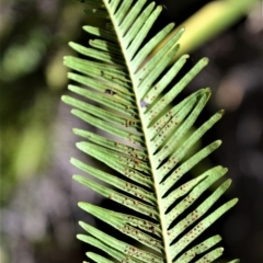 Sticherus flabellatus (Shiny Fan-fern, Umbrella Fern) at Robertson - 19 Jul 2020 by plants