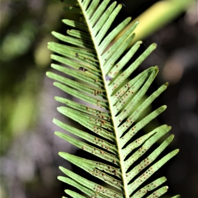 Sticherus flabellatus (Shiny Fan-fern, Umbrella Fern) at Wingecarribee Local Government Area - 19 Jul 2020 by plants