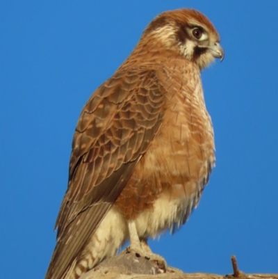 Falco berigora (Brown Falcon) at Jerrabomberra Wetlands - 19 Jul 2020 by roymcd
