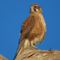 Falco berigora at Fyshwick, ACT - 19 Jul 2020