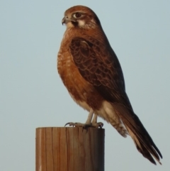 Falco berigora at Fyshwick, ACT - 19 Jul 2020