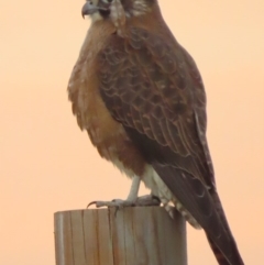 Falco berigora at Fyshwick, ACT - 19 Jul 2020