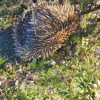 Tachyglossus aculeatus (Short-beaked Echidna) at Tuggeranong DC, ACT - 20 Jul 2020 by ChrisHolder