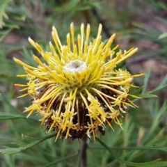 Isopogon anemonifolius (Common Drumsticks) at Ulladulla, NSW - 12 Jul 2020 by tpreston