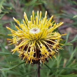 Isopogon anemonifolius at Ulladulla, NSW - 12 Jul 2020