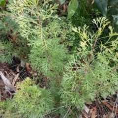 Isopogon anemonifolius at Ulladulla, NSW - suppressed