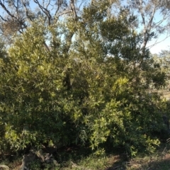 Olea europaea subsp. cuspidata (African Olive) at Red Hill, ACT - 19 Jul 2020 by Mike
