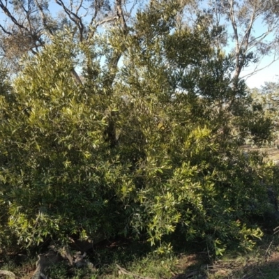 Olea europaea subsp. cuspidata (African Olive) at Mount Mugga Mugga - 19 Jul 2020 by Mike
