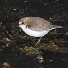 Anarhynchus ruficapillus (Red-capped Plover) at Congo, NSW - 7 Jul 2020 by jb2602