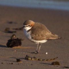 Anarhynchus ruficapillus (Red-capped Plover) at Eurobodalla National Park - 5 Jul 2020 by jb2602