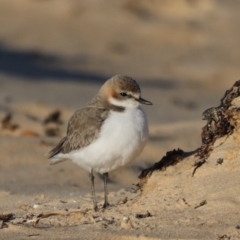 Anarhynchus ruficapillus at Congo, NSW - 6 Jul 2020 08:19 AM