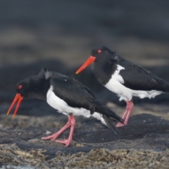 Haematopus longirostris (Australian Pied Oystercatcher) at Congo, NSW - 7 Jul 2020 by jbromilow50