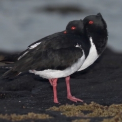 Haematopus longirostris at Congo, NSW - suppressed