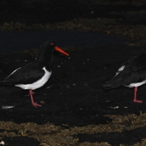 Haematopus longirostris at Congo, NSW - suppressed