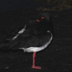 Haematopus longirostris at Congo, NSW - suppressed