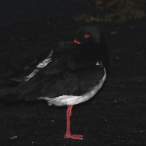 Haematopus longirostris at Congo, NSW - 7 Jul 2020