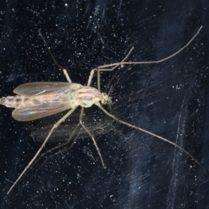 Chironomidae (family) at Congo, NSW - 5 Jul 2020 09:12 PM