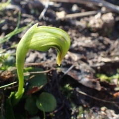 Pterostylis nutans (Nodding Greenhood) at Black Mountain - 20 Jul 2020 by RWPurdie