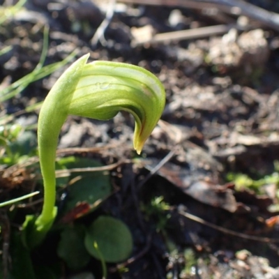 Pterostylis nutans (Nodding Greenhood) at Acton, ACT - 20 Jul 2020 by RWPurdie