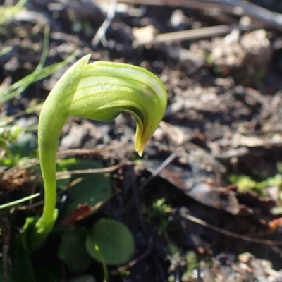 Pterostylis nutans (Nodding Greenhood) at Black Mountain - 20 Jul 2020 by RWPurdie