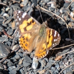 Vanessa kershawi (Australian Painted Lady) at Bimberi Nature Reserve - 17 Jul 2020 by SWishart